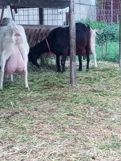 Козы дойные