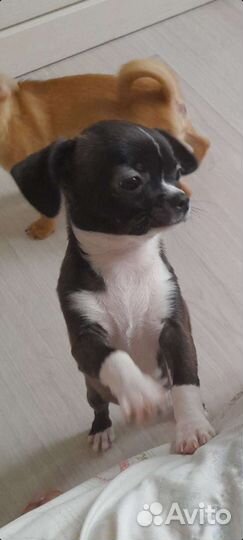 Щенки чихуахуа