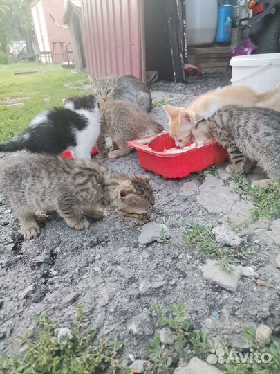 Возьмите котика