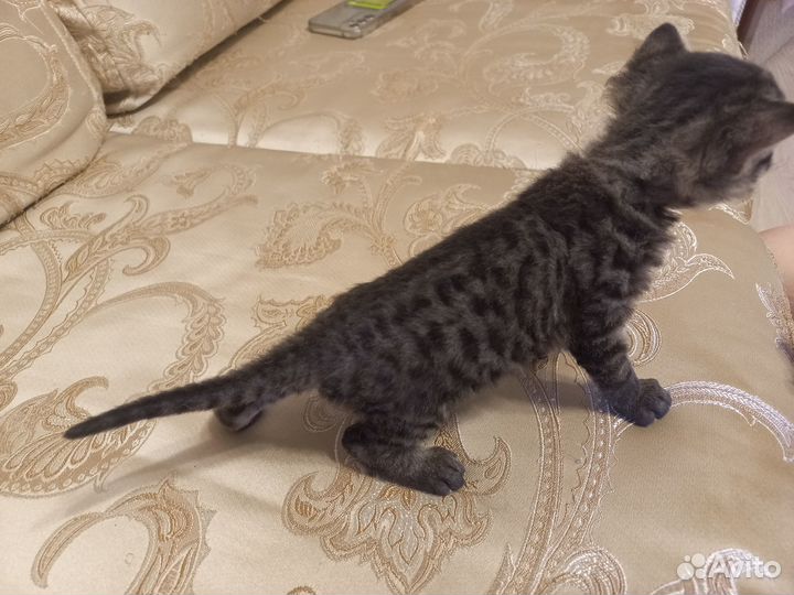 Котята Сфинкс браш