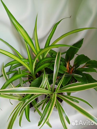 Хлорофитумы микс