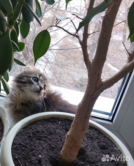 Котенок