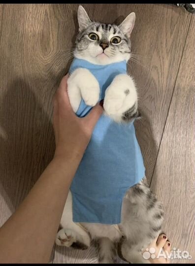Стерилизация кошек и котов