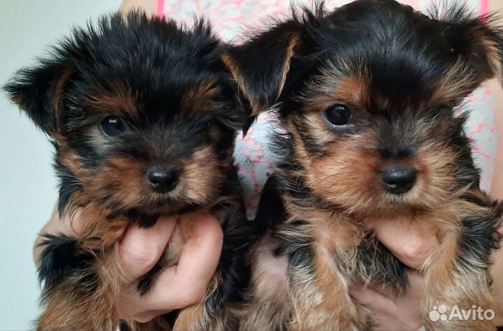 Щенки мини Йоркширский терьер