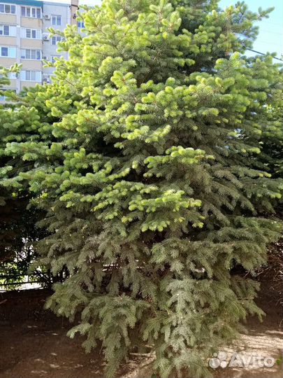 Ель живая
