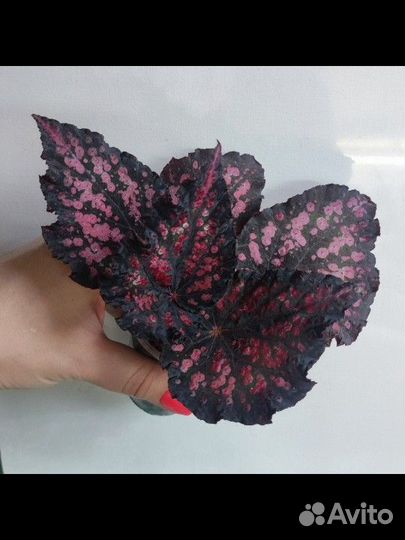 Комнатные растения Бегония