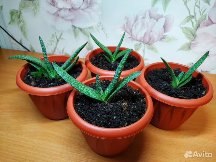 Гастерия Carinata