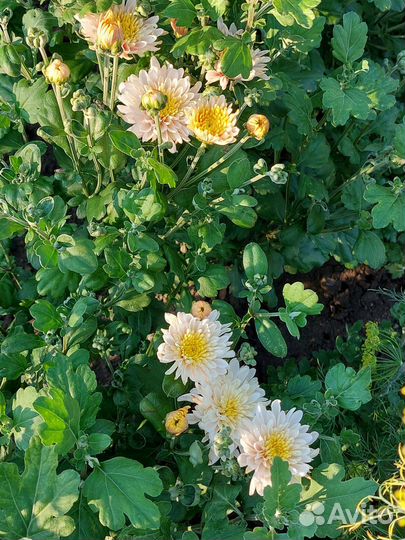 Хризантемы