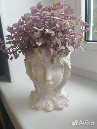 Комнатные цветы. Фото 1 не продается