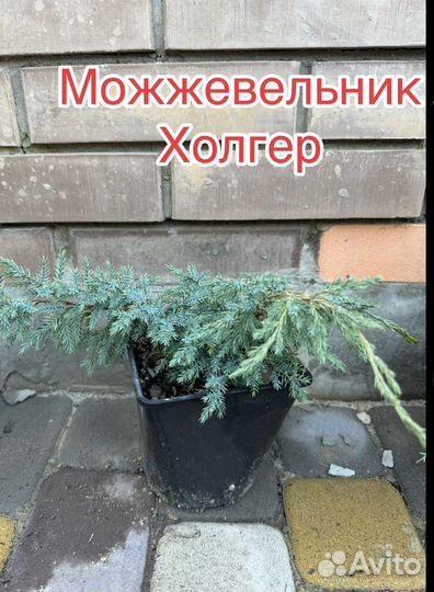 Можжевельник