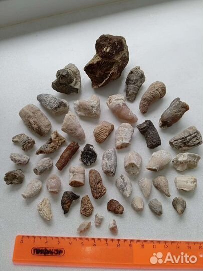 Окаменелость ругоза