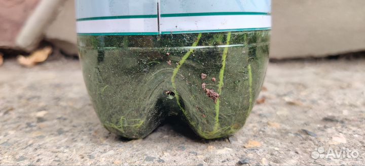 Глициния лиана