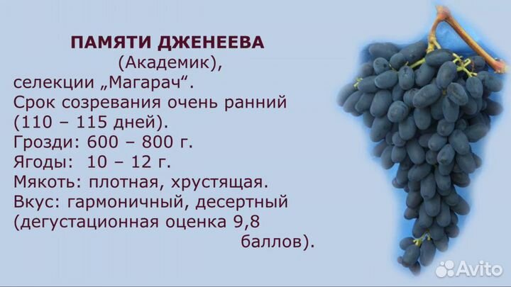 Черенки и саженцы винограда