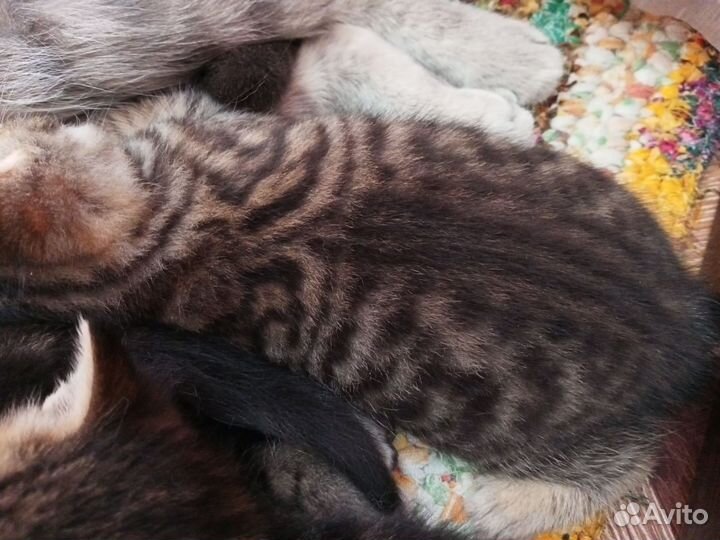 Британские котята