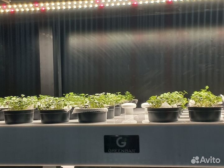 Шкаф для выращивния зелени исалатовбез земли