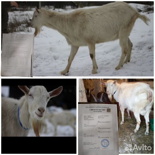 Козел зааненский