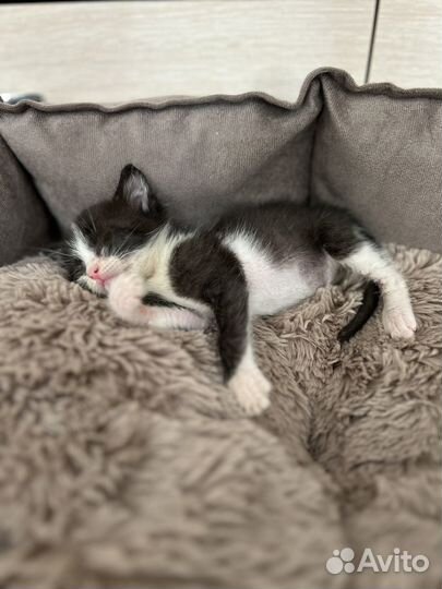 Кошки в добрые руки отдам бесплатно
