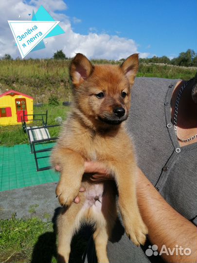 Карело финская лайка. Щенки