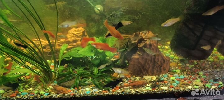 Гуппи, молинезии, меченосцев, сомики