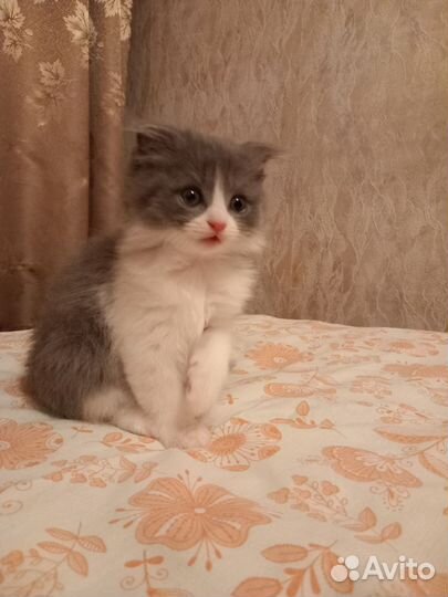Котенок вислоухий