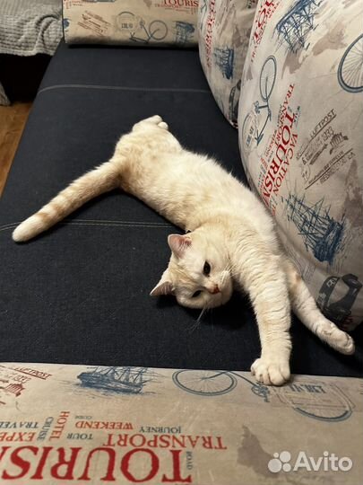 Британская