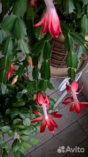 Декабристы 5 сортов