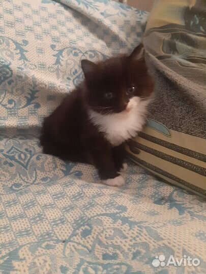 Котята