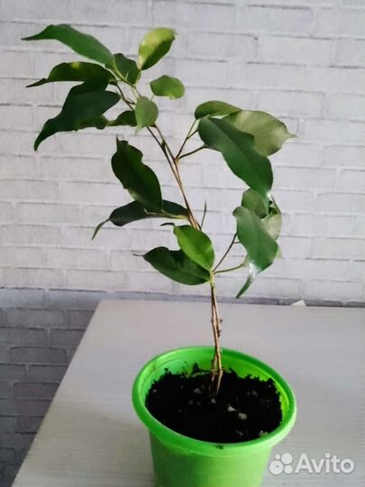 Распродаю комнатные растения