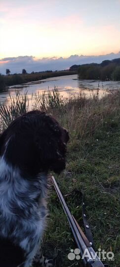 Русский спаниель вязка