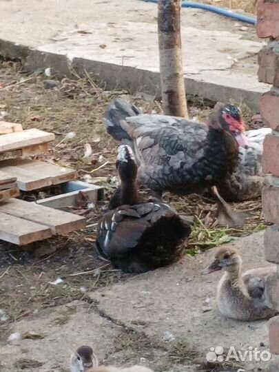 Индоутка тушка