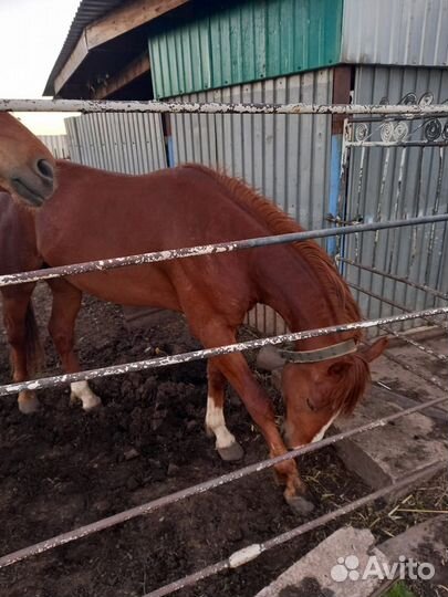 Продам жеребца