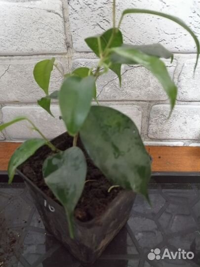 Фикус Бенджамина