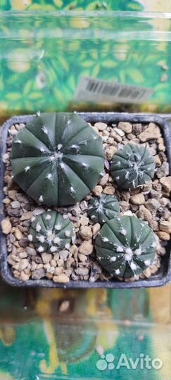 Астрофитум астериас