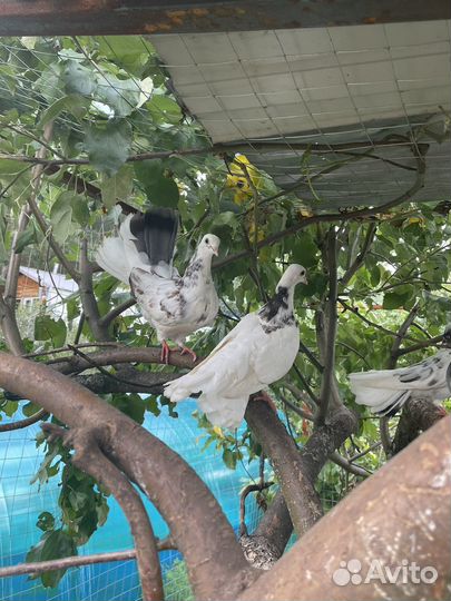 Голуби полупавлины
