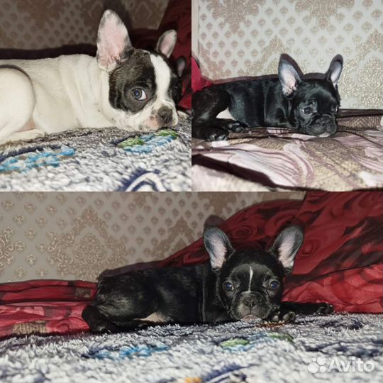 Французский бульдог щенки