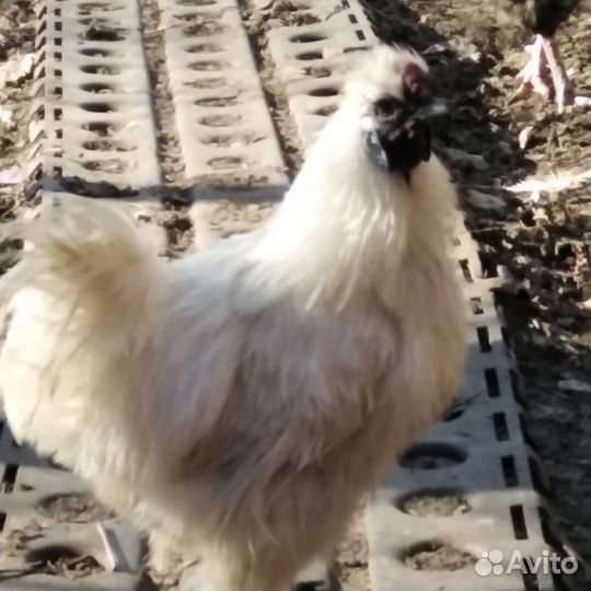 Молодые петухи