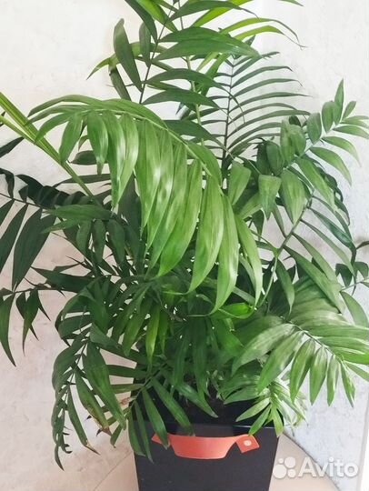 Пальма хамедорея