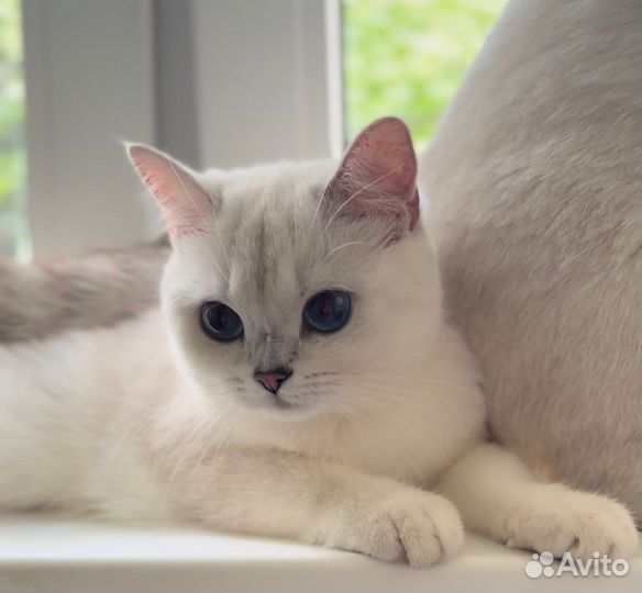 Британская серебристая шиншилла котята