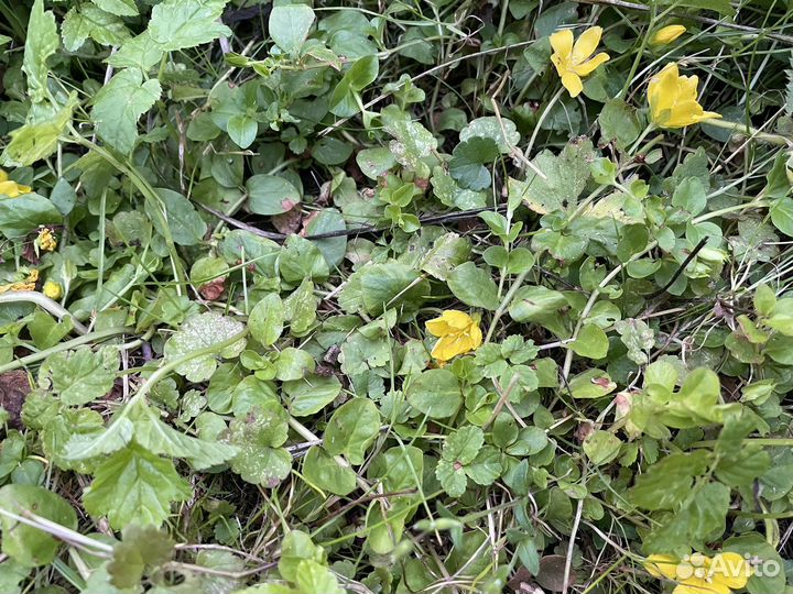 Почвопокровные растения