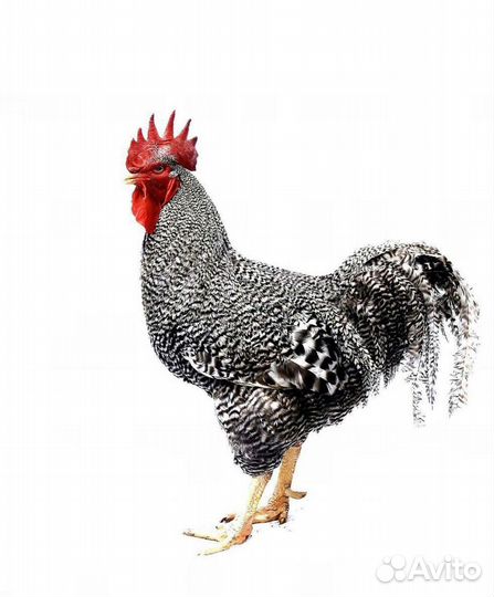 Петухи красавцы