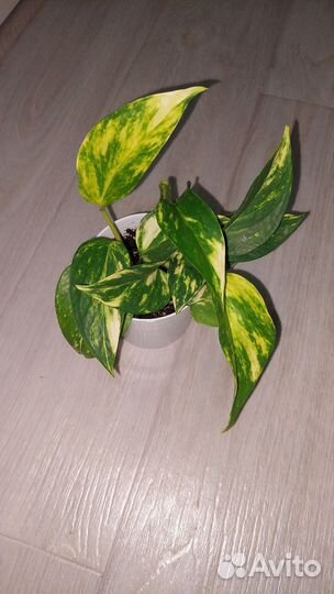 Эпипремнум золотистый