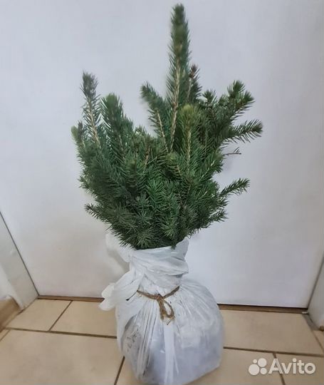 Ель голубая саженцы