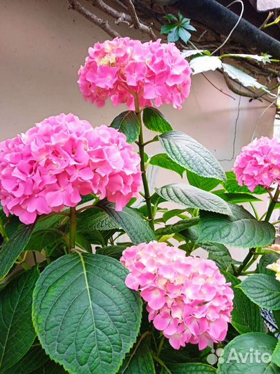 Гортензия в объеме 20 литров