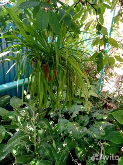 Хлорофитумы