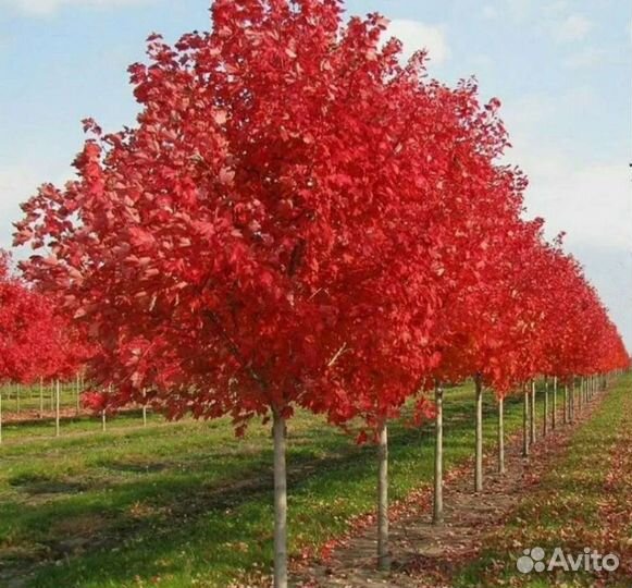 Красный клен