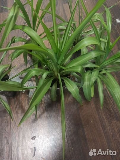 Хлорофитум океан