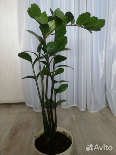 Замиокулькас