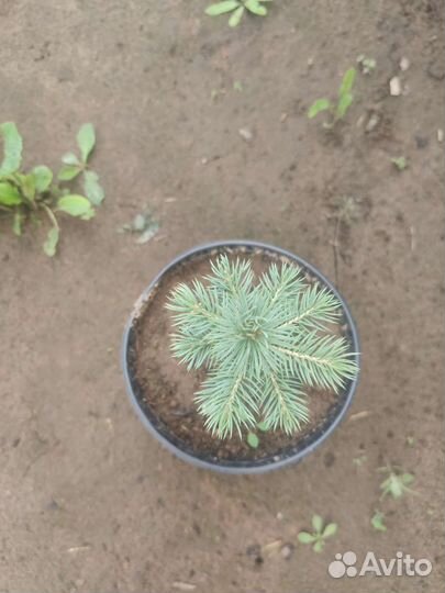 Саженцы ели голубой Глаука