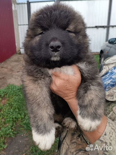 Щенки кавказской овчарки