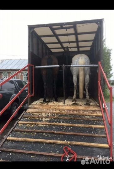 Конеперевозки